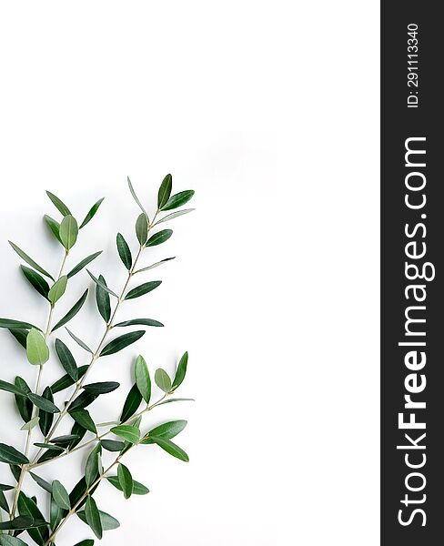 Fresh olive branch with leaves isolated on white background.