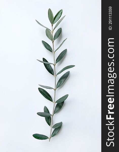 Fresh olive branch with leaves isolated on white background.