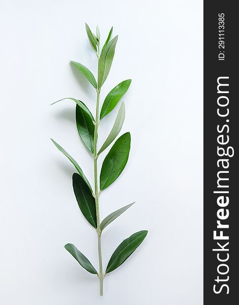 Fresh olive branch with leaves  on white background.