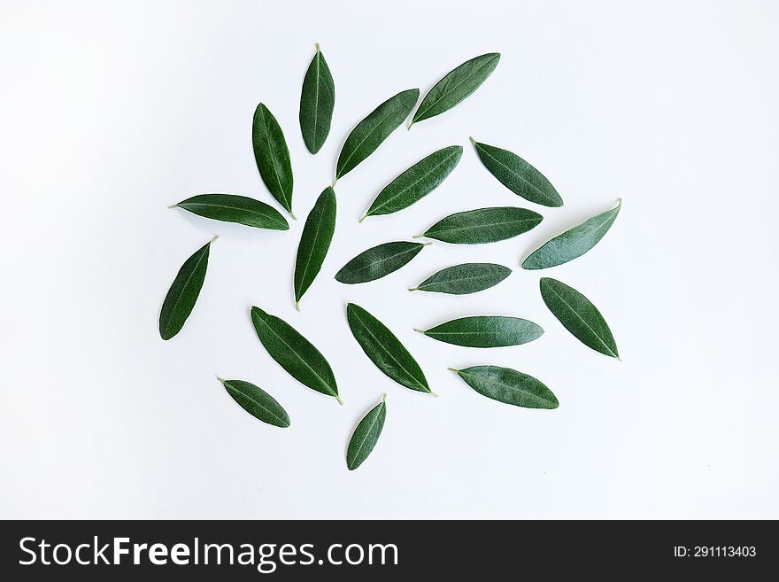 Fresh olive branch with leaves  on white background.
