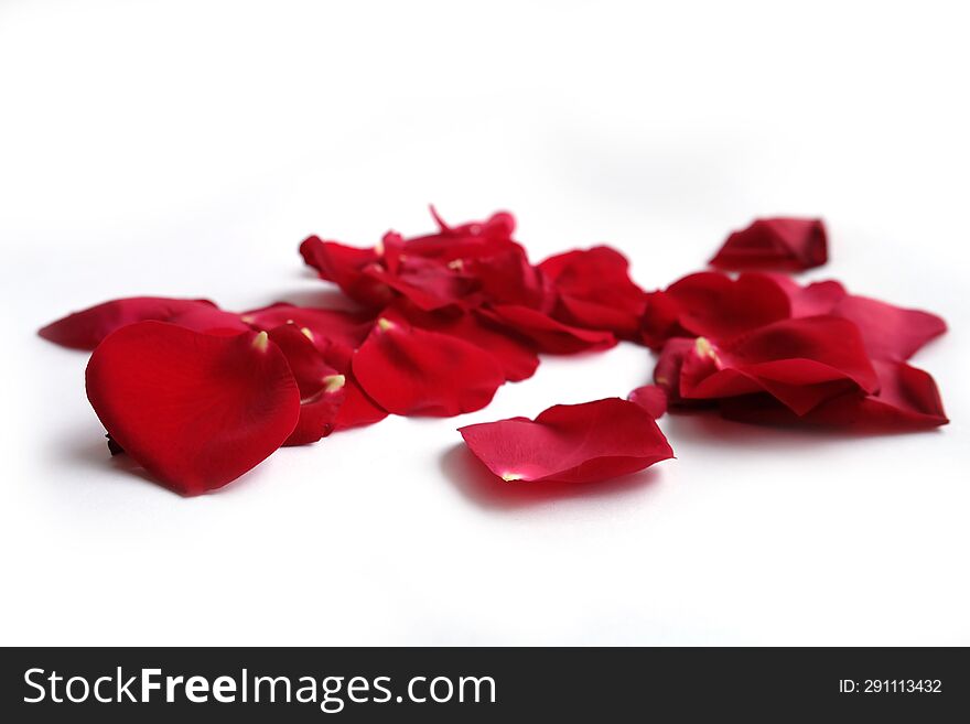 Red rose petals  on white background.