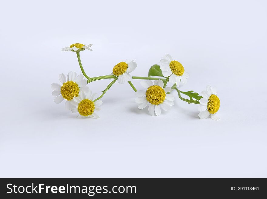 Chamomile Bouquet On White Background