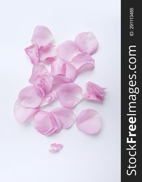 Pink rose petals  on white background.