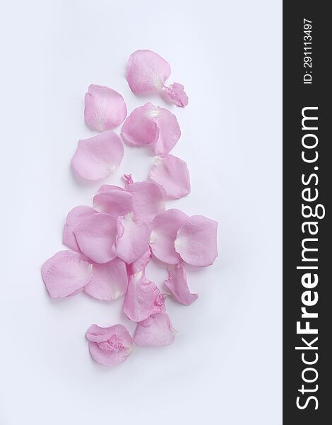 Pink Rose Petals  On White Background.