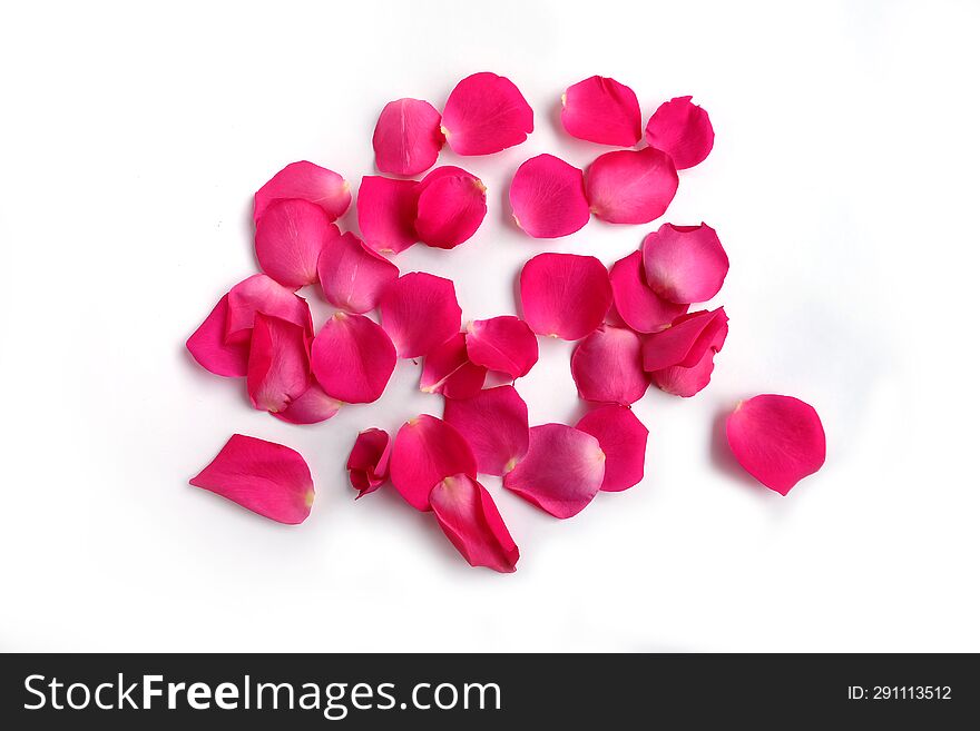 Pink Rose Petals  On White Background.