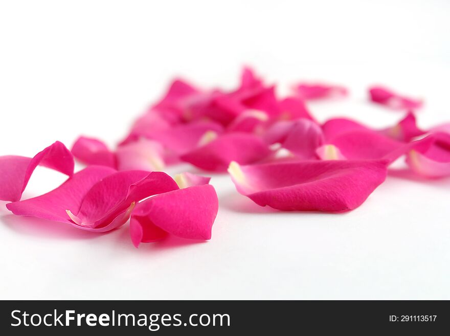 Pink rose petals  on white background.