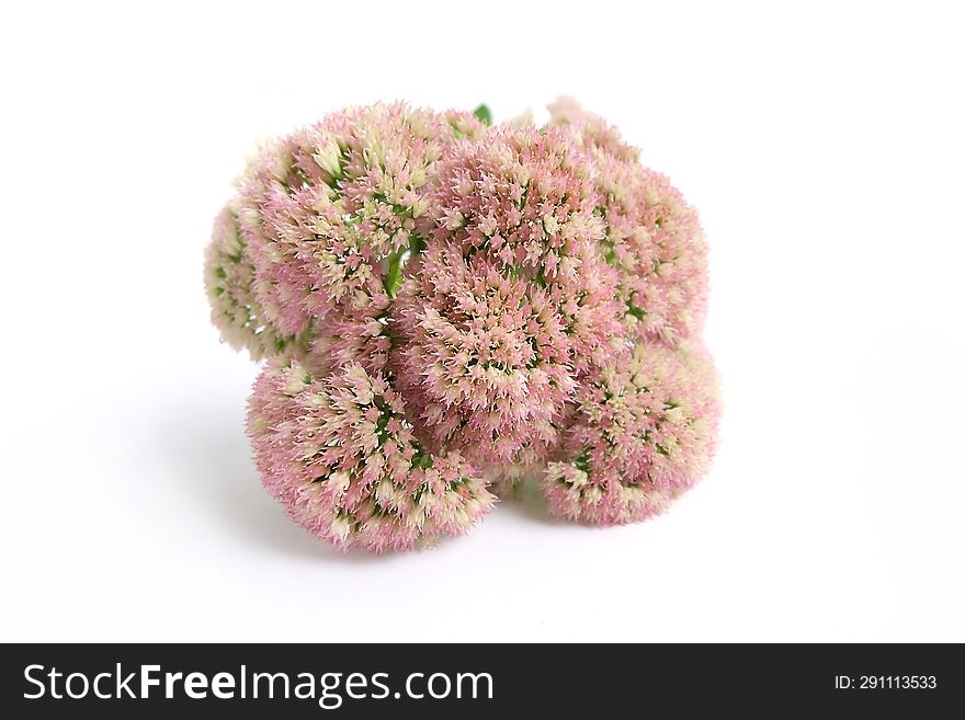 Orpine flowers on a white background