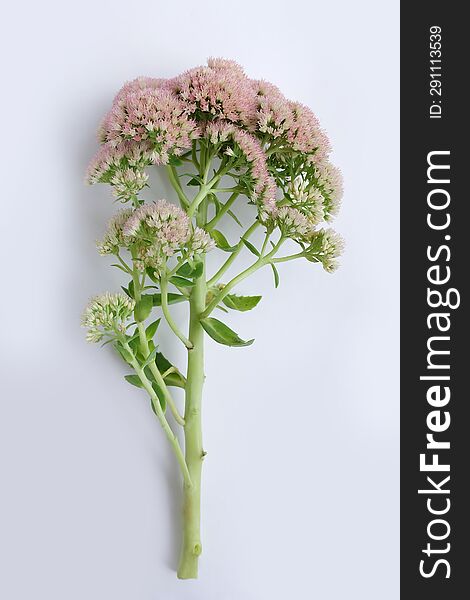Orpine flowers on a white background