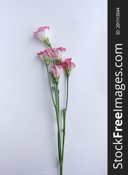 Bouquet of pink Lisianthus flowers on a white background