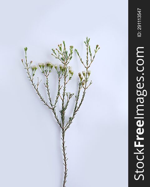 Inflorescence Of Chamelaucium, Waxflower, White, Pink On A White Background.