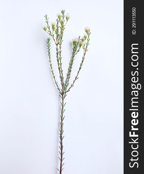 Inflorescence Of Chamelaucium, Waxflower, White, Pink On A White Background.