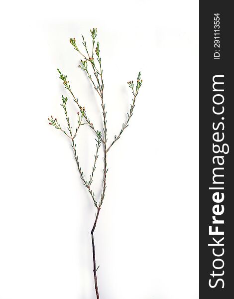 Inflorescence of Chamelaucium, waxflower, white, pink on a white background.