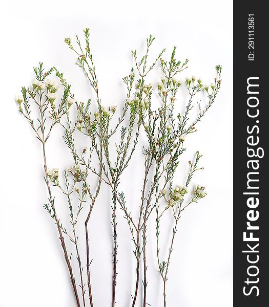 Inflorescence of Chamelaucium, waxflower, white, pink on a white background.