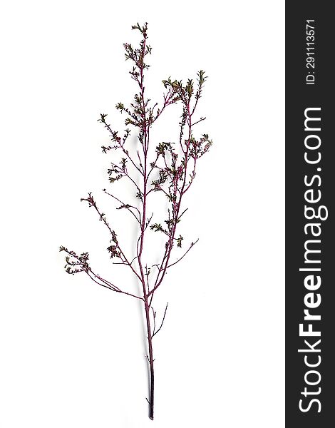 Inflorescence of Chamelaucium, waxflower,Red, pink on a white background.