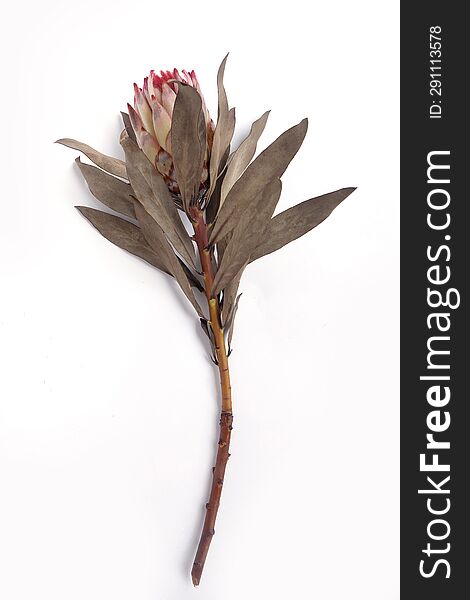 Dried King Protea Neriifolia Or Oleanderleaf Protea On A White Background For Bouquets.