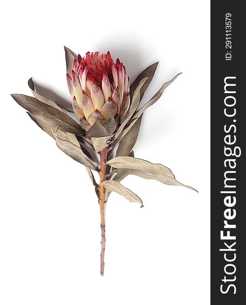 Dried King Protea Neriifolia or Oleanderleaf Protea on a white background for bouquets.