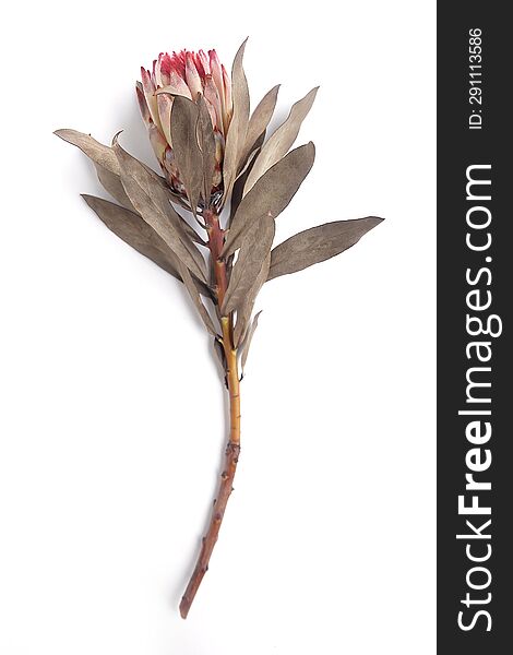 Dried King Protea Neriifolia or Oleanderleaf Protea on a white background for bouquets.