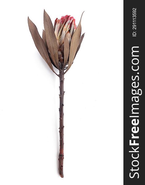 Dried King Protea Neriifolia Or Oleanderleaf Protea On A White Background For Bouquets.