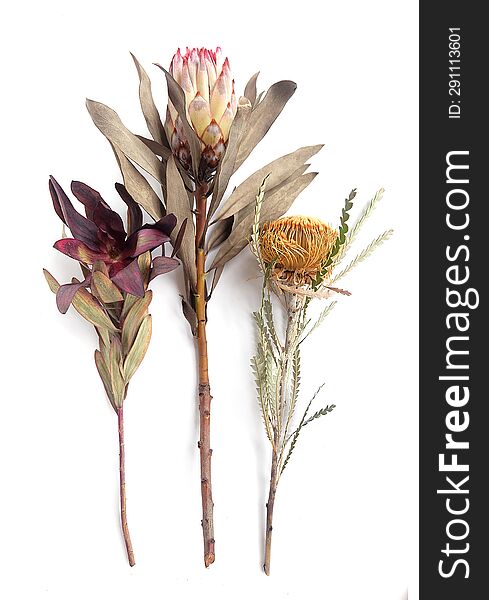 Dried King Protea, Banksia ashbyi on a white background for organizing celebrations, weddings, congratulations.