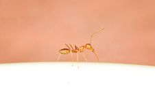 Red Ant Royalty Free Stock Image