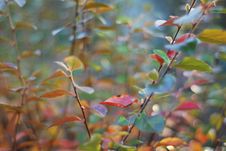 Blurry Leaves In Spring Royalty Free Stock Photography Blurry Leaves In Spring Royalty Free Stock Photography
