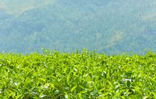 Tea Plantations Stock Photography Tea Plantations Stock Photography