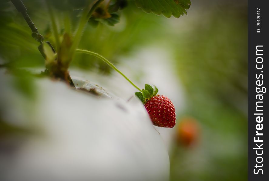 Strawberry at treeStrawberry at tree