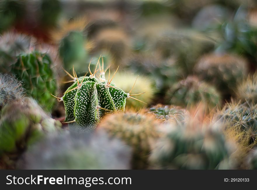Cactus that found at cameron highland Malaysia