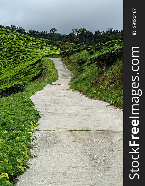 Tea Garden from Cameron Highland Malaysia. The largest tea garden in Malaysia.
