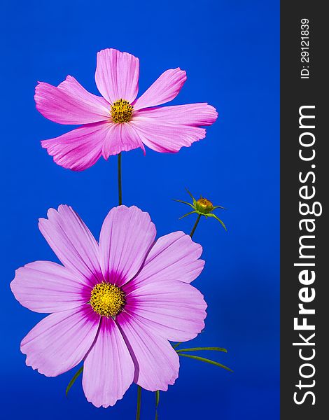 Two pink Cosmos flowers on a blue background. Two pink Cosmos flowers on a blue background