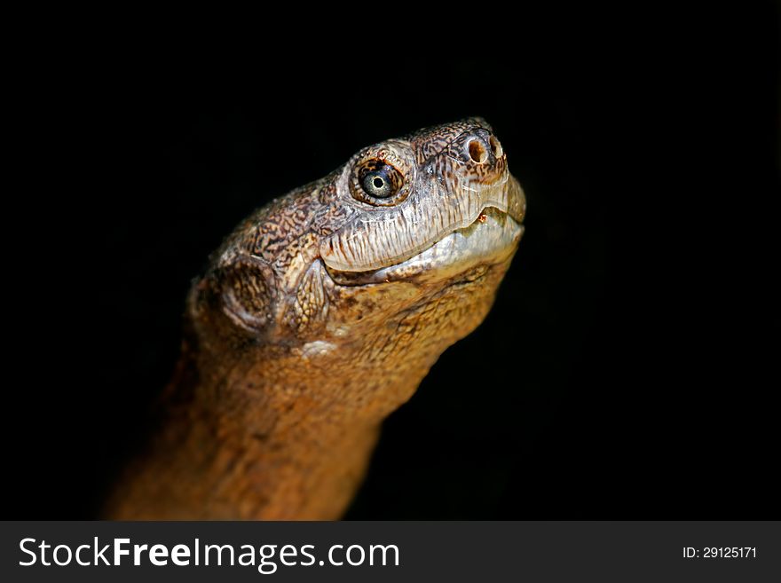 Portrait of a serrated hinged terrapin (Pelusios sinuatus), South Africa. Portrait of a serrated hinged terrapin (Pelusios sinuatus), South Africa