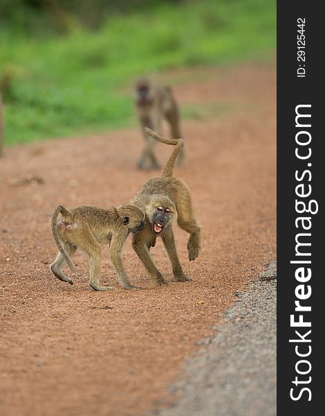 Vervet Monkeys Playing