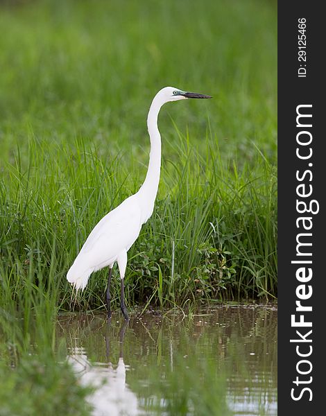 A high resolution image of a Cattle egret