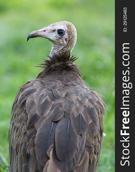 A high resolution image of vultures