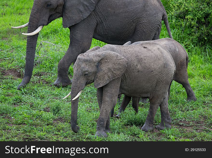 Elephant on Safari, Africa, Zambia