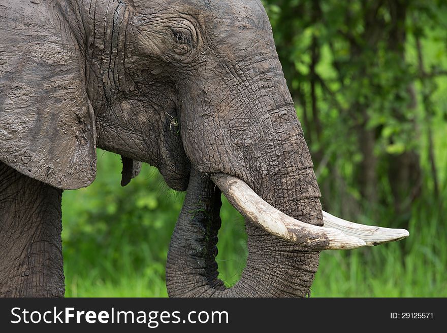 A high resolution image of an elephant in Africa. A high resolution image of an elephant in Africa