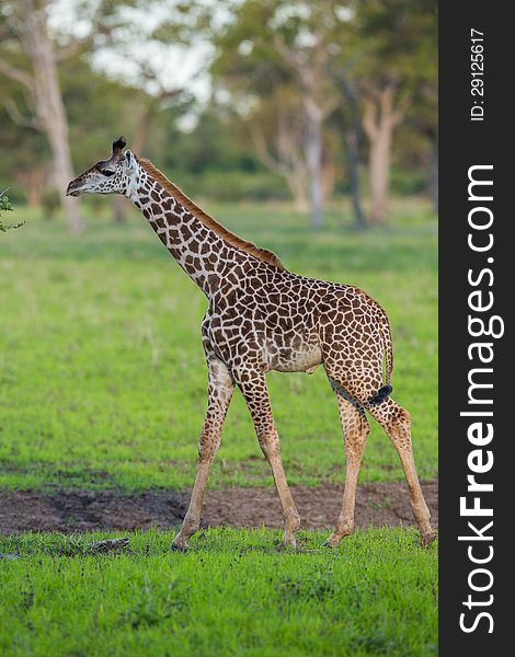 A high resolution image of a giraffe skin pattern. A high resolution image of a giraffe skin pattern