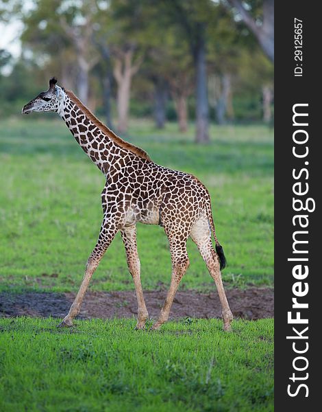A high resolution image of a giraffe skin pattern. A high resolution image of a giraffe skin pattern