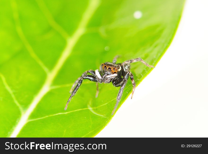 Jumping spider on a green leaf