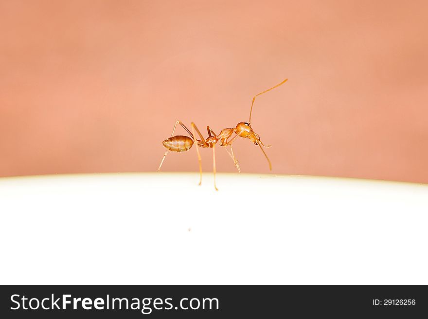 A red ant standing on a white object