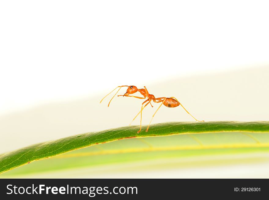 A red ant standing on a green leaf
