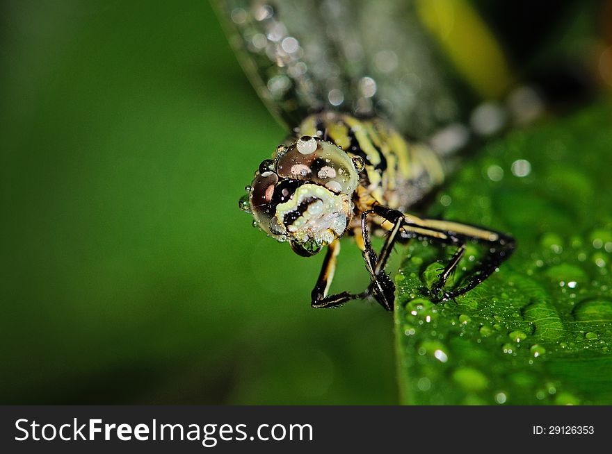 A close-up of a dragonfly