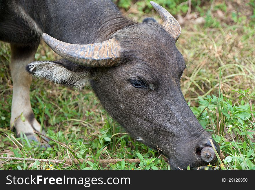 Closeup of a water buffalo eating grass
