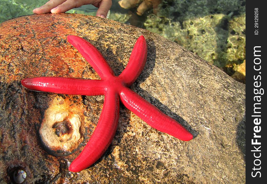 Red starfish posing on wet stone (returned into the sea immediately after shot)