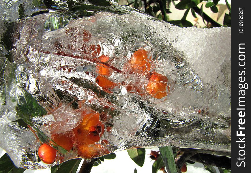 Frozen Ash Berries