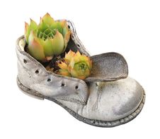 Old Baby Shoe And Plant Isolated Stock Photos
