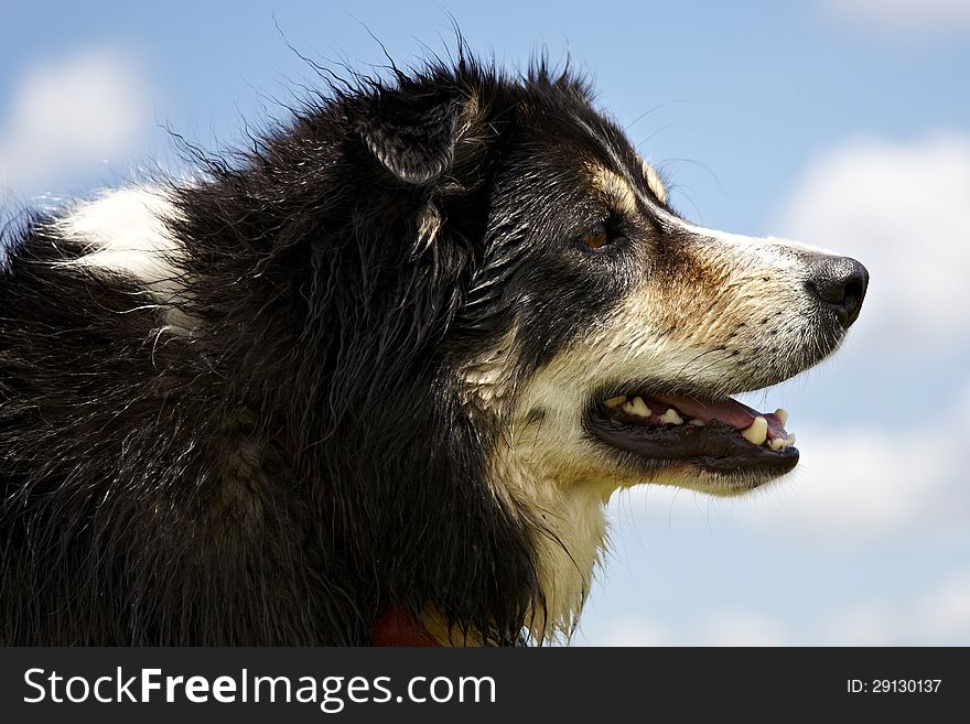 Side view close up of a Border Collie looking ahead with mouth part open and slightly wet coat in parts