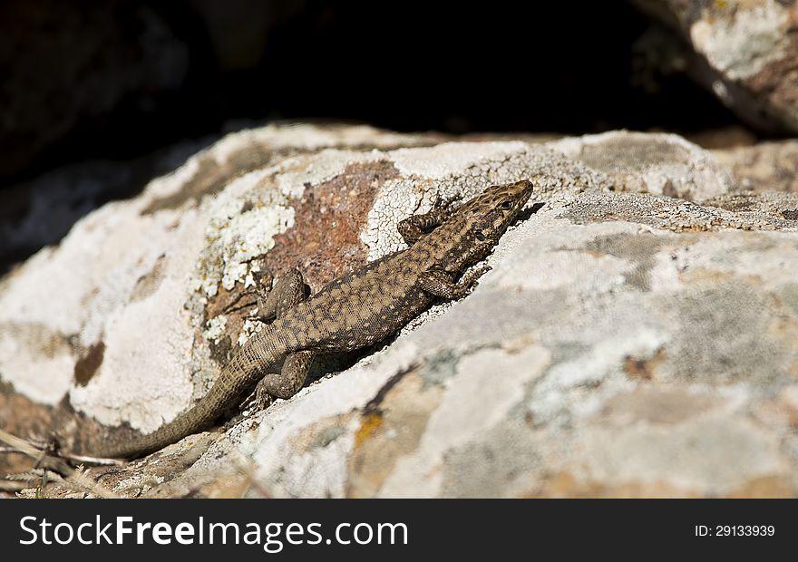 An Anatolian rock lizard is sun bathing