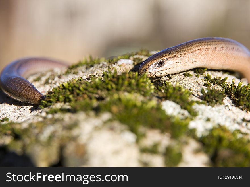 Slow-worm