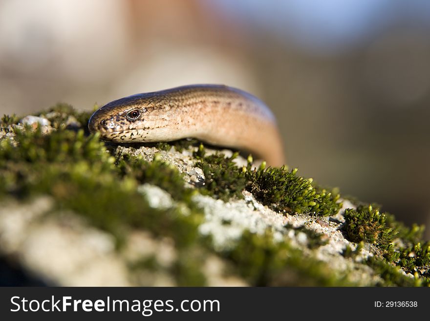 Slow on the stone covered with moss. Slow on the stone covered with moss